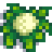 Cauliflower พืชฤดูใบไม้ผลิที่กำไรดี