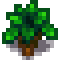 Oak Stage 3.png